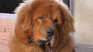 Тибетский Мастиф Галсан 1 год. Tibetan Mastiff 1 year.तिब्बती मास्टिफ। Одесса.