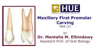 Maxillary First Premolar Carving (1) - Dr Menatalla Elhindawy - HUE