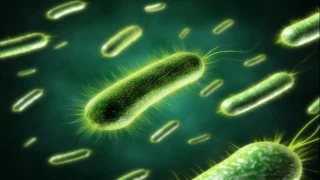 Жизнь бактерий (рассказывает биолог Константин Северинов)