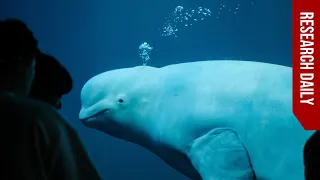 Do beluga whales like any of our music?