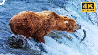 Grizzly Bear's Amazing Fish Hunting Skills | 4K Animal Documentary