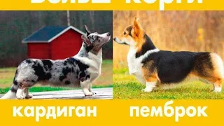 Отличия между кардиганом и пемброк!