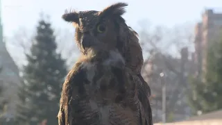 Holidays at University Circle & the Cleveland Museum of Natural History