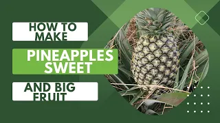 How To Make Pineapples Sweet and( Big big)