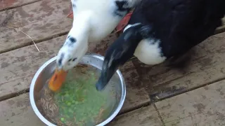 Breakfast for my pet ducks. How they like the food mom made for them?