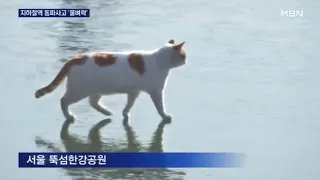 Cat Walking on Frozen Han River Remix 1 Hour Version