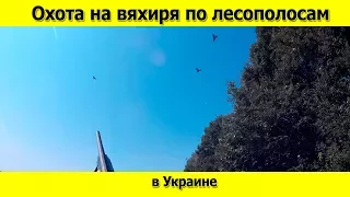 Охота на вяхиря (лесного голубя) по лесополосам