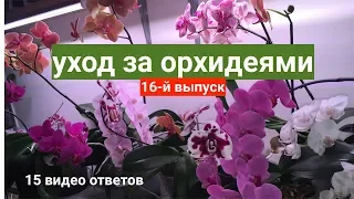 уход за орхидеями 15 вопросов / фитоверм для орхидей и панцирный клещ