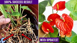 EASIEST Way To Propagate Anthurium Plant