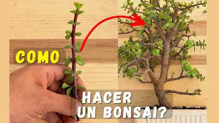 Cómo hacer un bonsai / Bonsai de Portulacaria Afra  | árbol de la abundancia