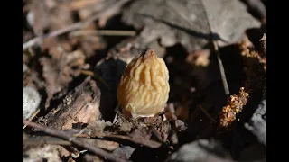 Грибы ранней весной/Первая сморчкавая шапочка 2020/Spring mushrooms/