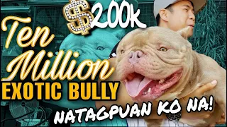 THE 10 MILLION PESOS EXOTIC BULLY | URUS | Bakit siya 10Million? SAM WALASTIK