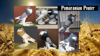 Pomaranian Pouter / Pigeons /Голуби Помаранський дутиш / Garlach Pomorski /Ukraine ❤️
