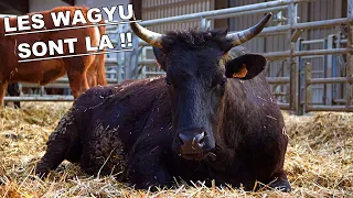 Wagyu et taureaux d'exceptions à la Ferme des 3 Vallées !!