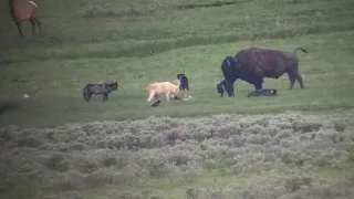 Wapiti Lake Pack and a bull bison