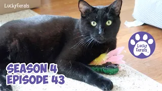 A Mail Time Puzzle, Cutie Boo, Cat Food Mukbang, Sew Much Mail! * S4 E43 * Cat Vlog