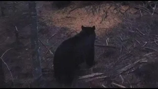 GIANT Black Bear Shot With Smoke Pole | Manitoba 2024