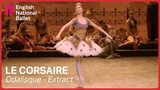 Le Corsaire: Odalisque with Shiori Kase (extract) | English National Ballet