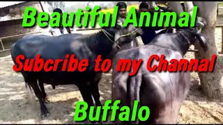 Buffalo Meeting Treatment