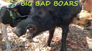 BOAR, BOAR, BOAR!! Hunting wild hogs in Northern Australia