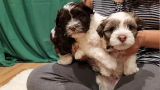 They are very different - Day 44 - Puppies Journey