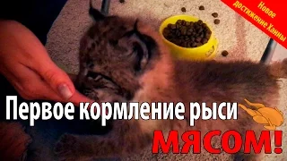 Первое кормление котенка рыси мясом