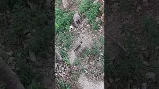 Cat vs monkey battle amazing fight