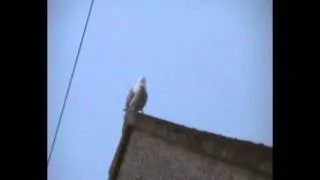 Seagull eats 5 live bats