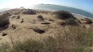 Ano Nuevo Elephant Seals