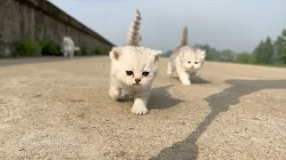 When the four kittens heard their mother's cry, they crawled out of the box and started running