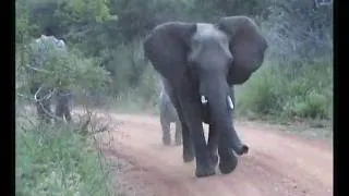 Elephant Charge. Watch for the calf.