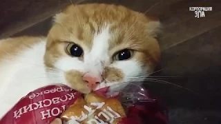 Приколы с Котами   Смешные коты и кошки 2017    Смешное Видео Корпорация Зла 1