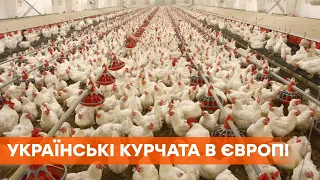 Продали курятины на $555 млн! Украина в тройке крупнейших поставщиков птицы в ЕС