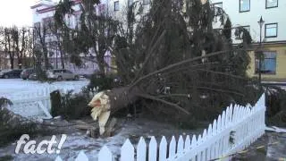 В Нарве упала Новогодняя ёлка  2013