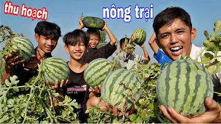 1 Ngày Khám Phá Nông Trại ( Đưa Hấu - Vú Sữa - Ổi ) Trong Vườn Trái Cây | Sang Vlog Làm Nông Dân