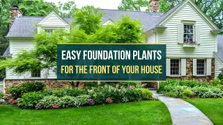 Easy Foundation Plants for the Front of Your House 🌳🌷 8 Best Foundation Plants ✅