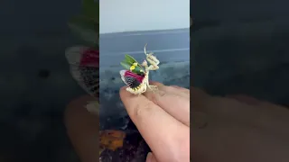 Very beautiful mantis