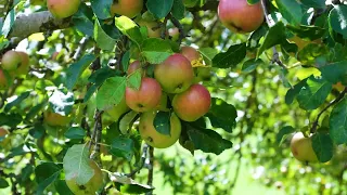 Apple tree