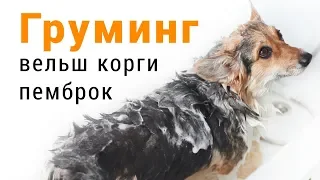 Как помыть овчарку  вельш корги пемброк: помывка, сушка и оформление лап собаки.