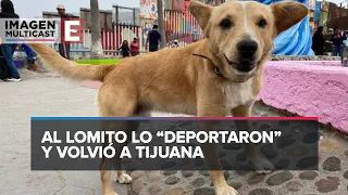 Perro que cruzó a EU en Tijuana regresa con su dueño mexicano