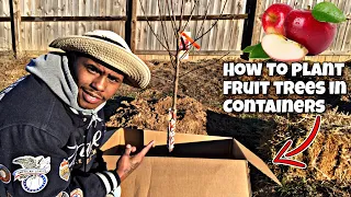 HOW TO GROW FRUIT TREES AT HOME | DON'T MAKE THIS MISTAKE BUYING FRUIT TREES | PLANTING FRUIT TREES