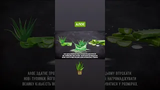 🤔Цікавий факт: Алое🌱#алое #вода #рослина #цікавийфакт