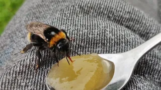 bumbling bee feeding and cleaning