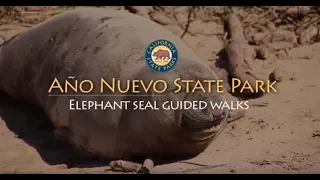 Año Nuevo State Park - Elephant Seal Guided Walks