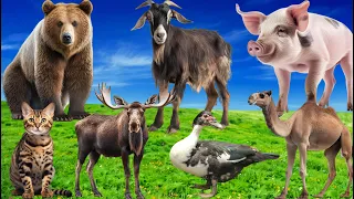 Happy Animal Farm Sounds: Bear, Duck, Pig, Camel, Goat, Cat, Moose - Cute Animal Moments