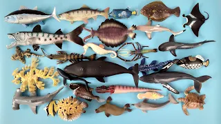 Binatang Laut, Hiu Martil, Paus, Ikan Moorish Idol, Buntal, Tuna, Mola, Barakuda, Pari Manta, Salmon