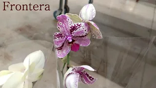Обзор орхидей  01 октября 2020 АШАН  Воронеж