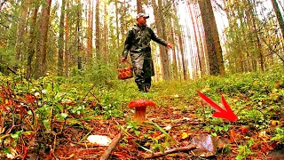 ГРИБНИК НЕ ОЖИДАЛ ЧТО ЕГО ЖДЕТ ВПЕРЕДИ! ОДИН В НОВОМ ЛЕСУ НАРВАЛСЯ НА МНОГО ГРИБОВ! ГРИБЫ 2021