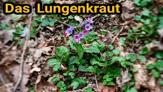 Lungenkraut [Pulmonaria] essbare Wild- und Heilpflanze - Dunkles und Geflecktes Lungenkraut