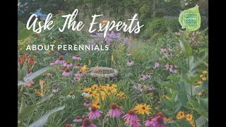 Ask the Experts about Perennials